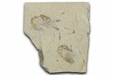 Two Cretaceous Fossil Shrimp - Lebanon #349671-1